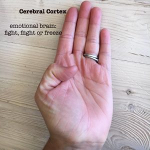 cerebral-cortex