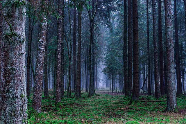 A Bristol Group Is Planning A Haunted Forest