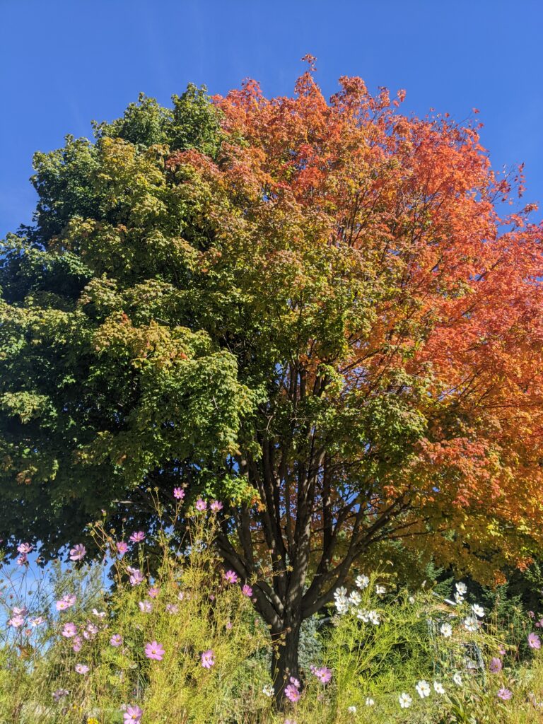 Join the Conversation: Diversity, Equity & Inclusion in Midd