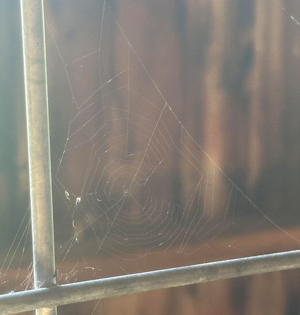 I Don't Care About Cobwebs