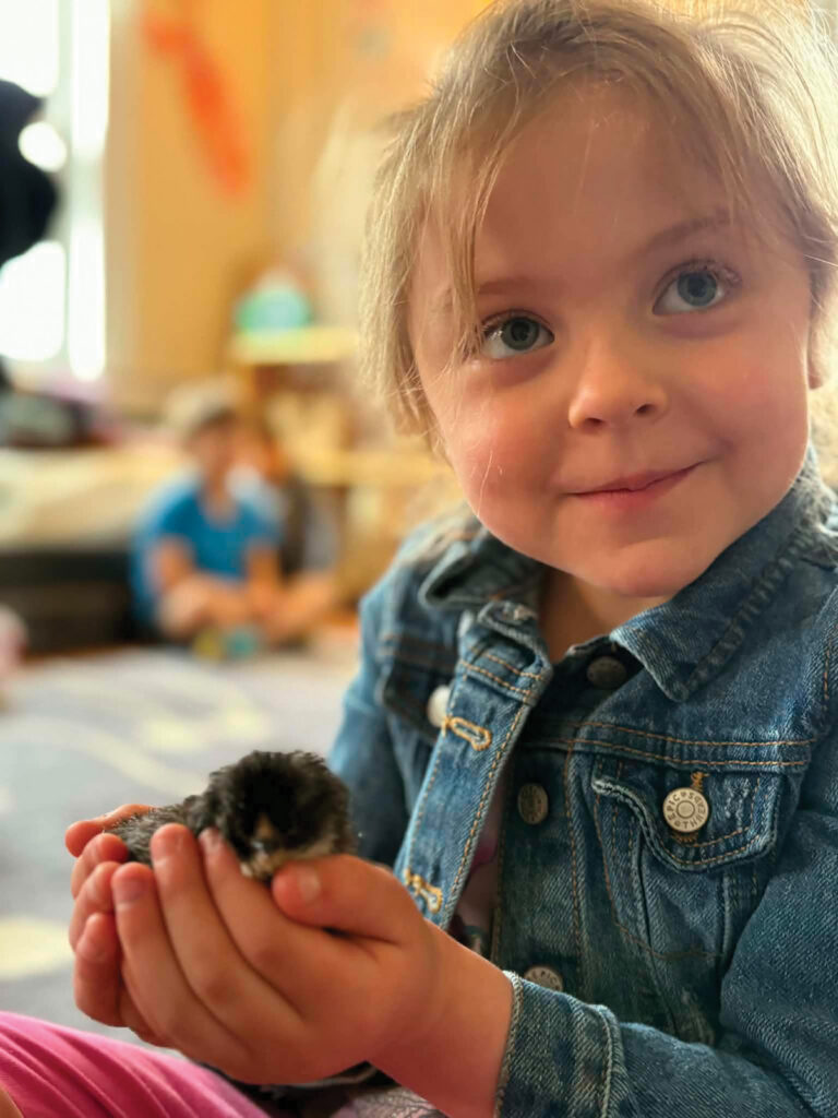 Hatching Chicks in a Classroom