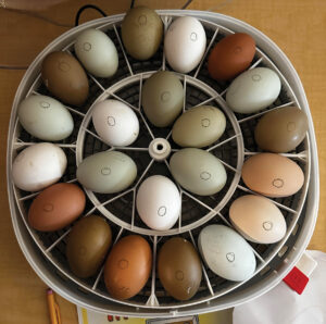 Hatching Chicks in a Classroom