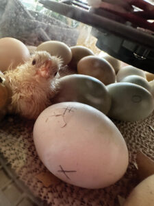 Hatching Chicks in a Classroom